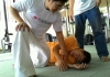 インドネシア支部で救護の講習会が行われました。
